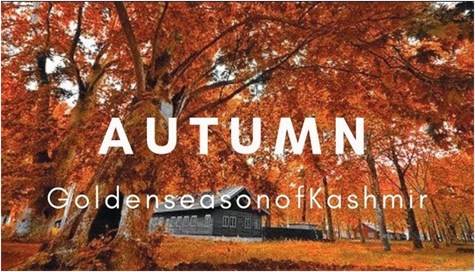 Golden Healing: Why Kashmir in Autumn Is the Ultimate Reset for Corporate Fatigue image
