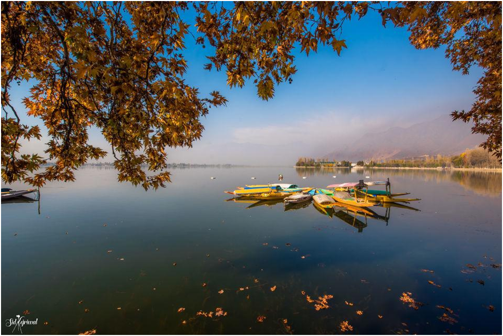 Golden Healing: Why Kashmir in Autumn Is the Ultimate Reset for Corporate Fatigue image